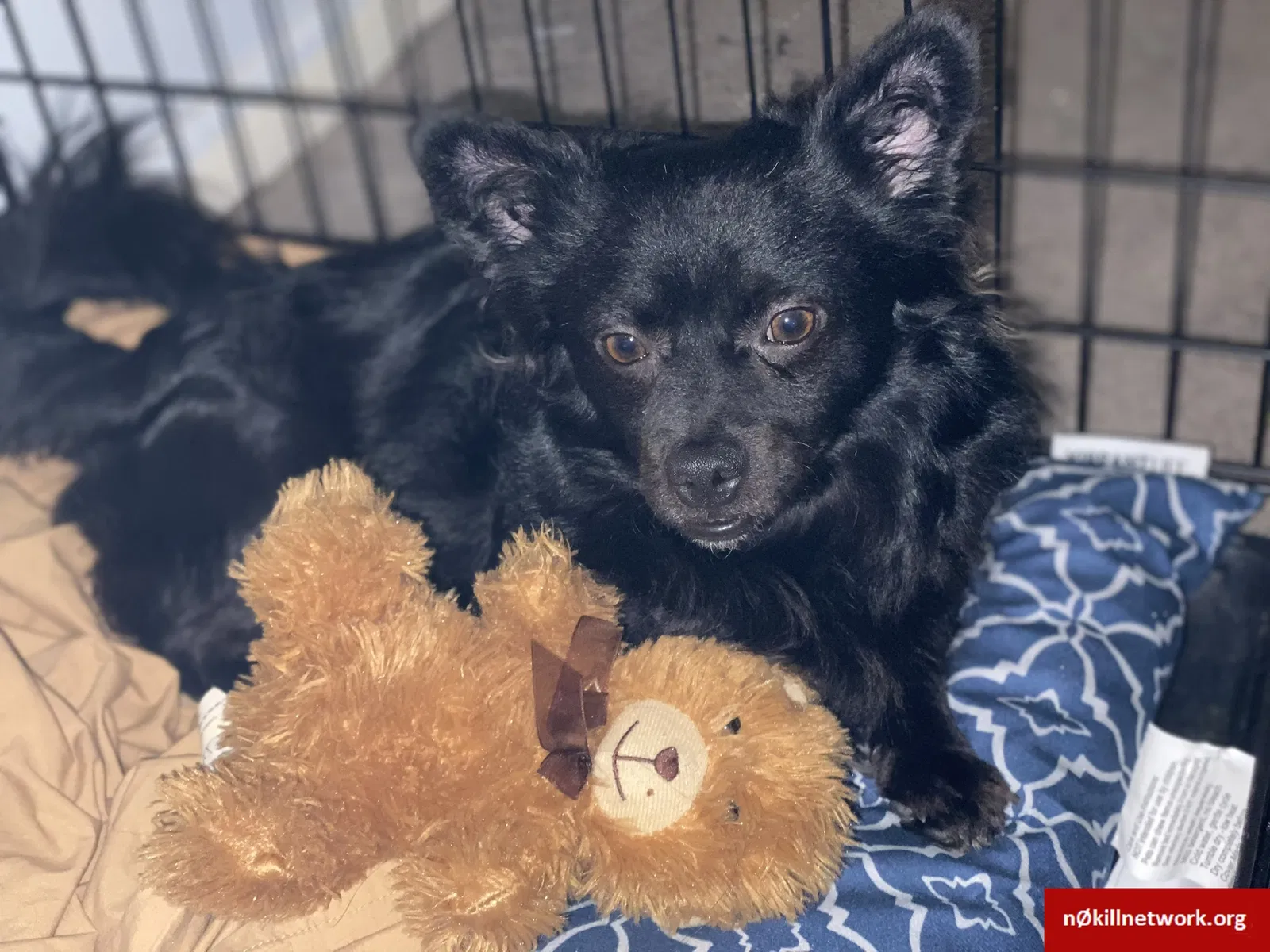 Lost dog in Atlanta, GA, 30328