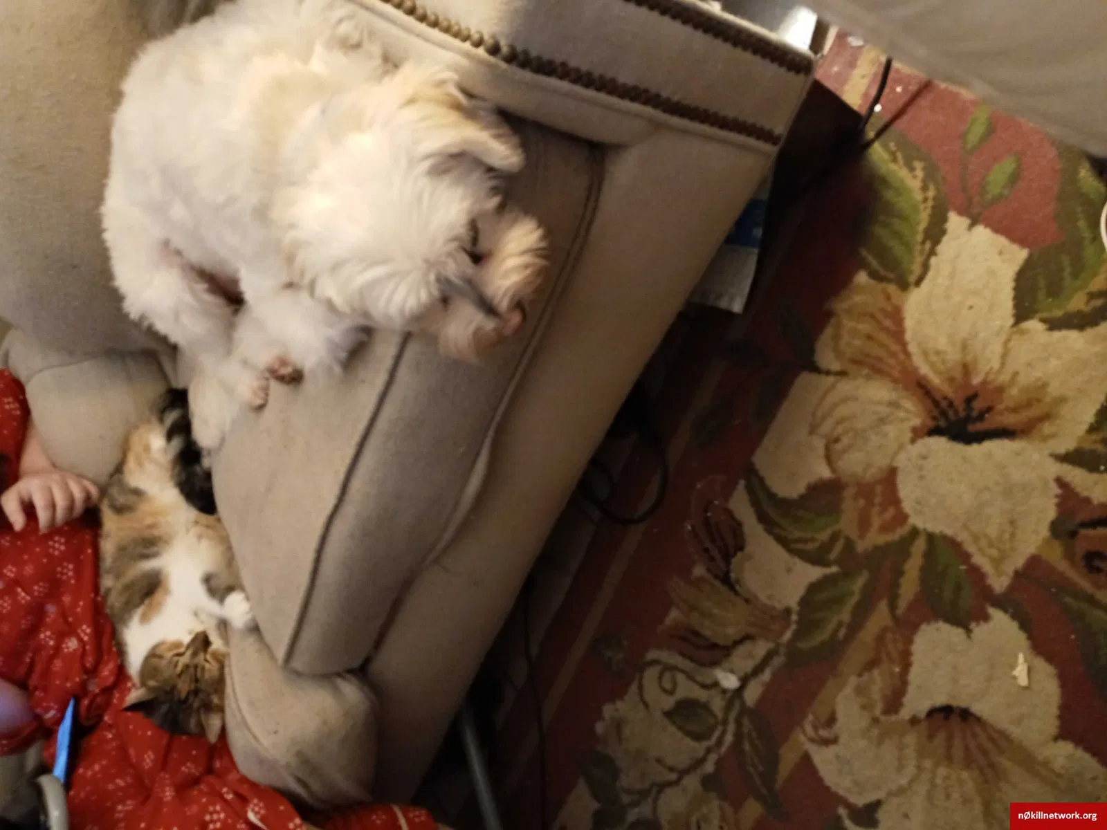 Lost cat in Hamilton, MI, 49419