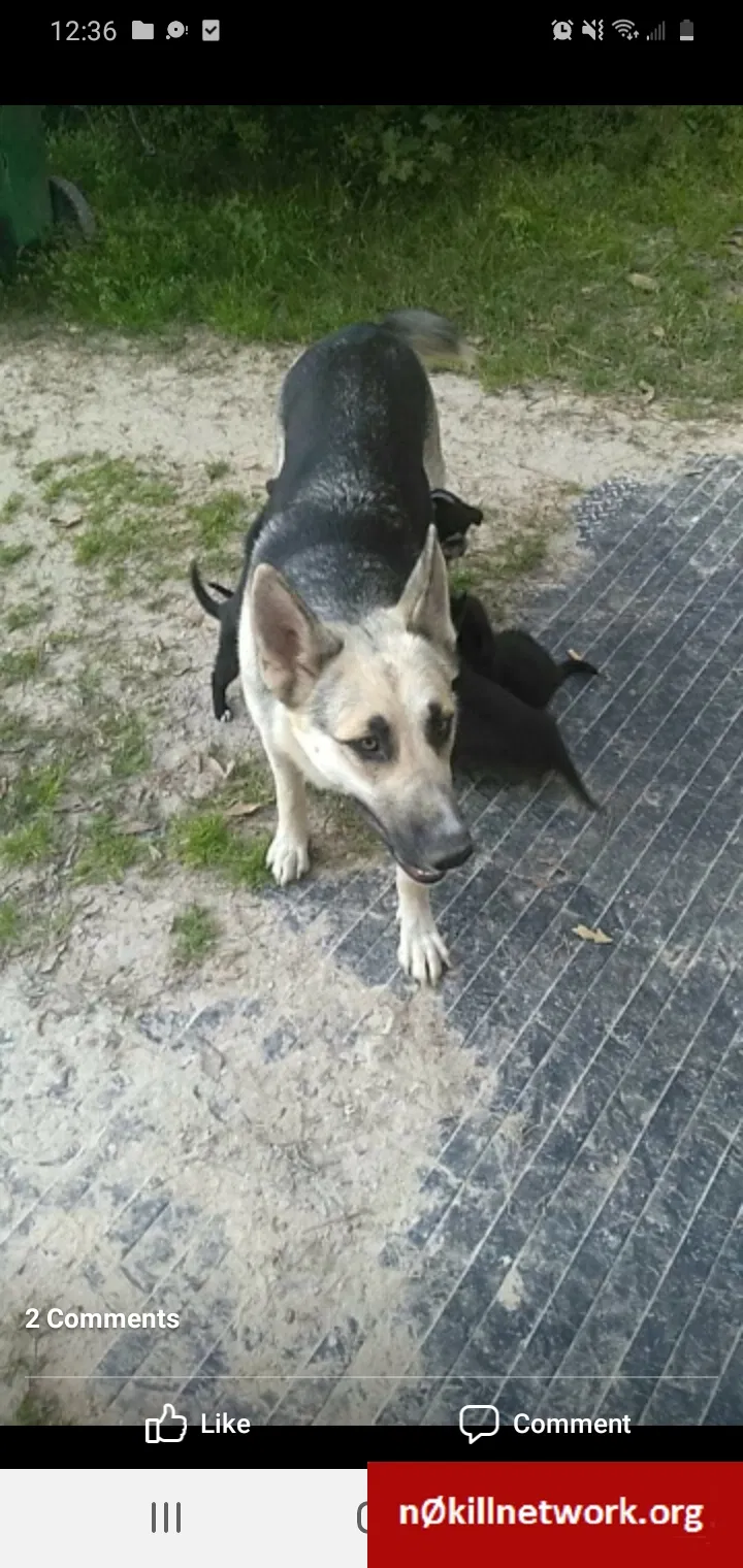 Lost dog in Kountze, TX, 77625