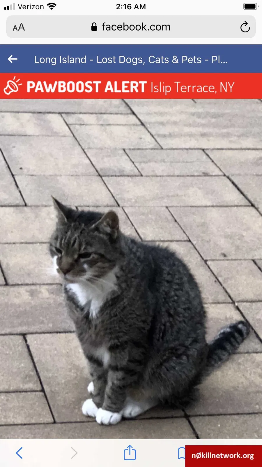Lost cat in Islip Terrace, NY, 11752