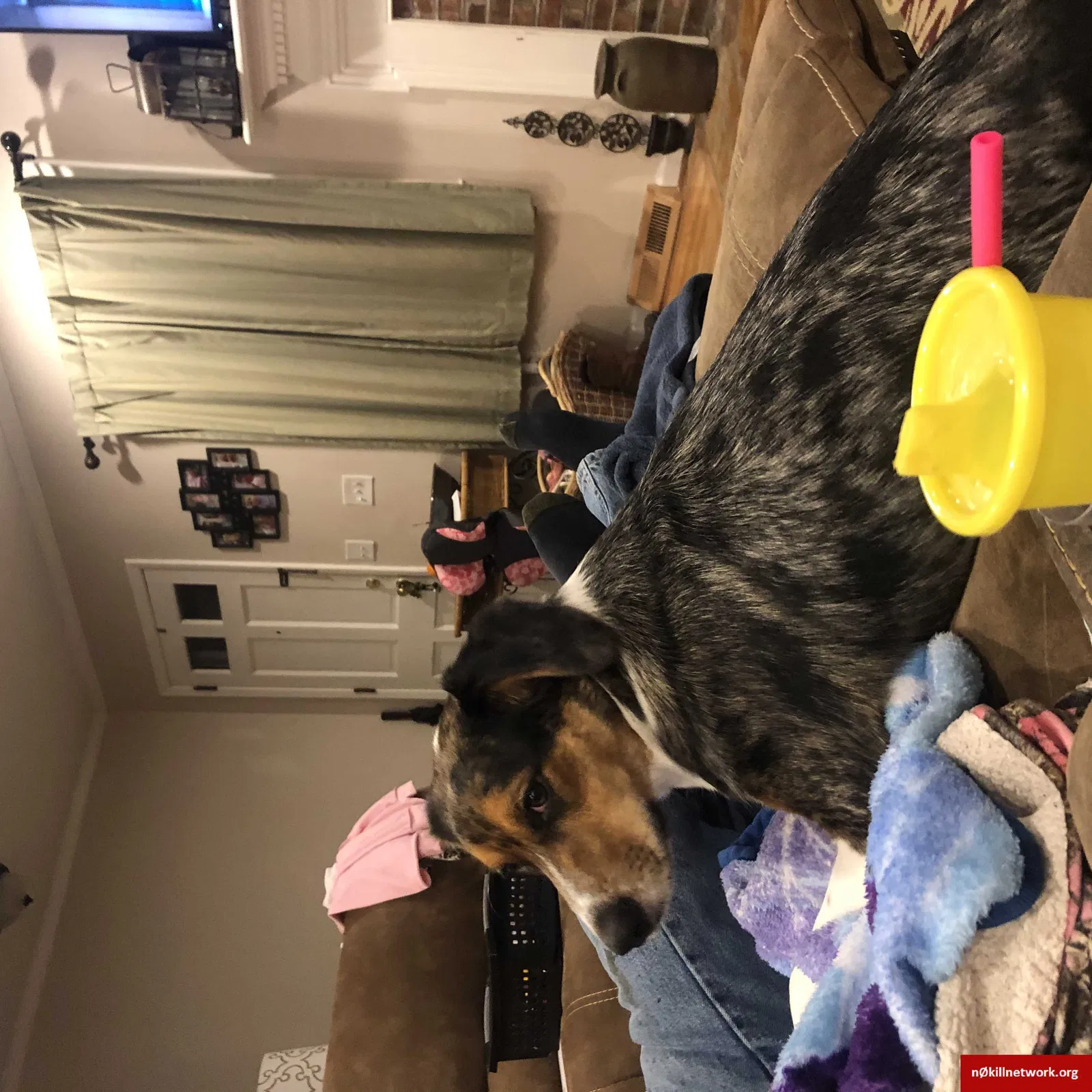 Lost dog in Charleston, SC, 29414