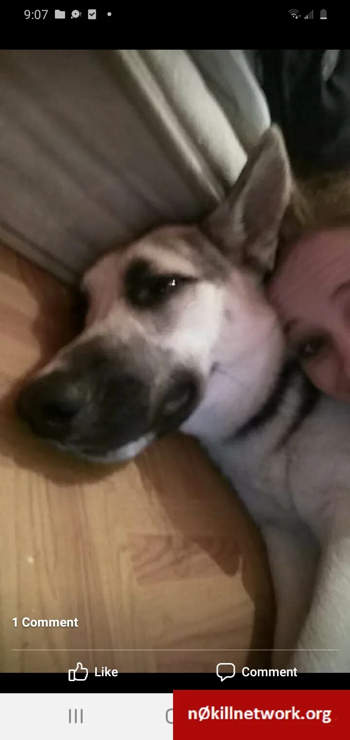 Lost dog in Kountze, TX, 77625