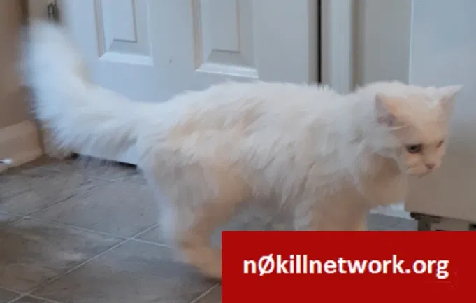 Lost cat in Cameron, NC, 28326
