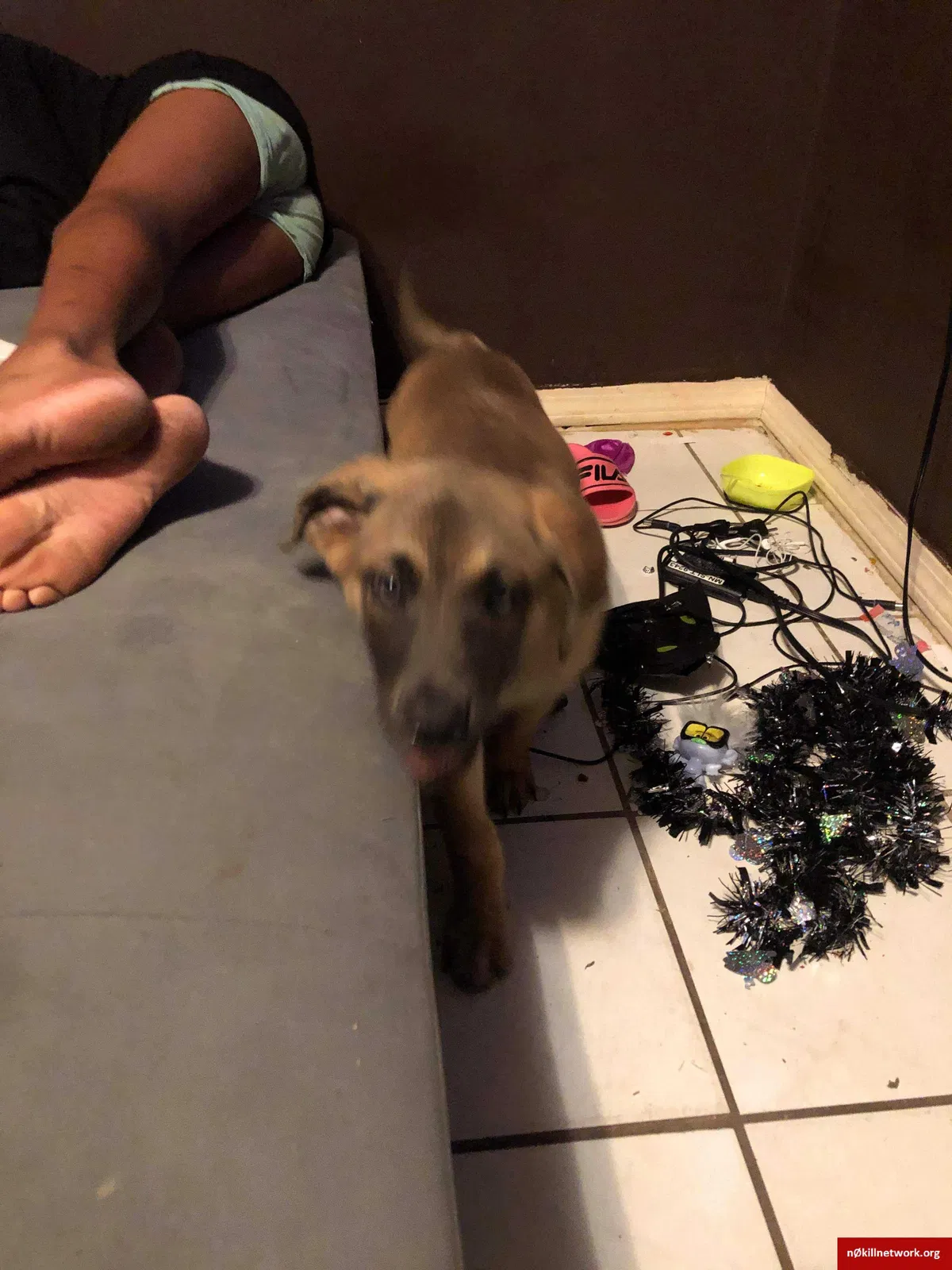 Lost dog in Fort Smith, AR, 72904