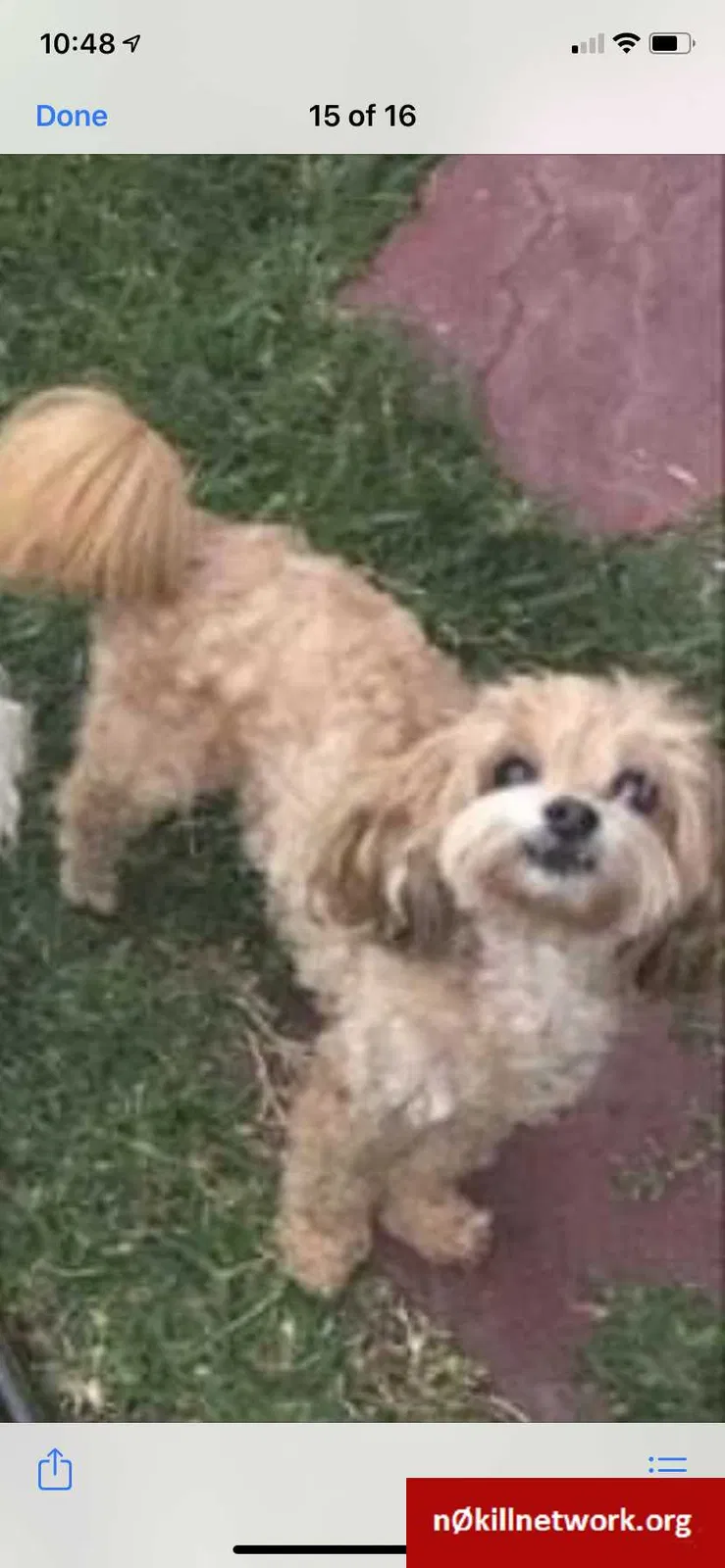 Lost dog in Cape Coral, FL, 33991