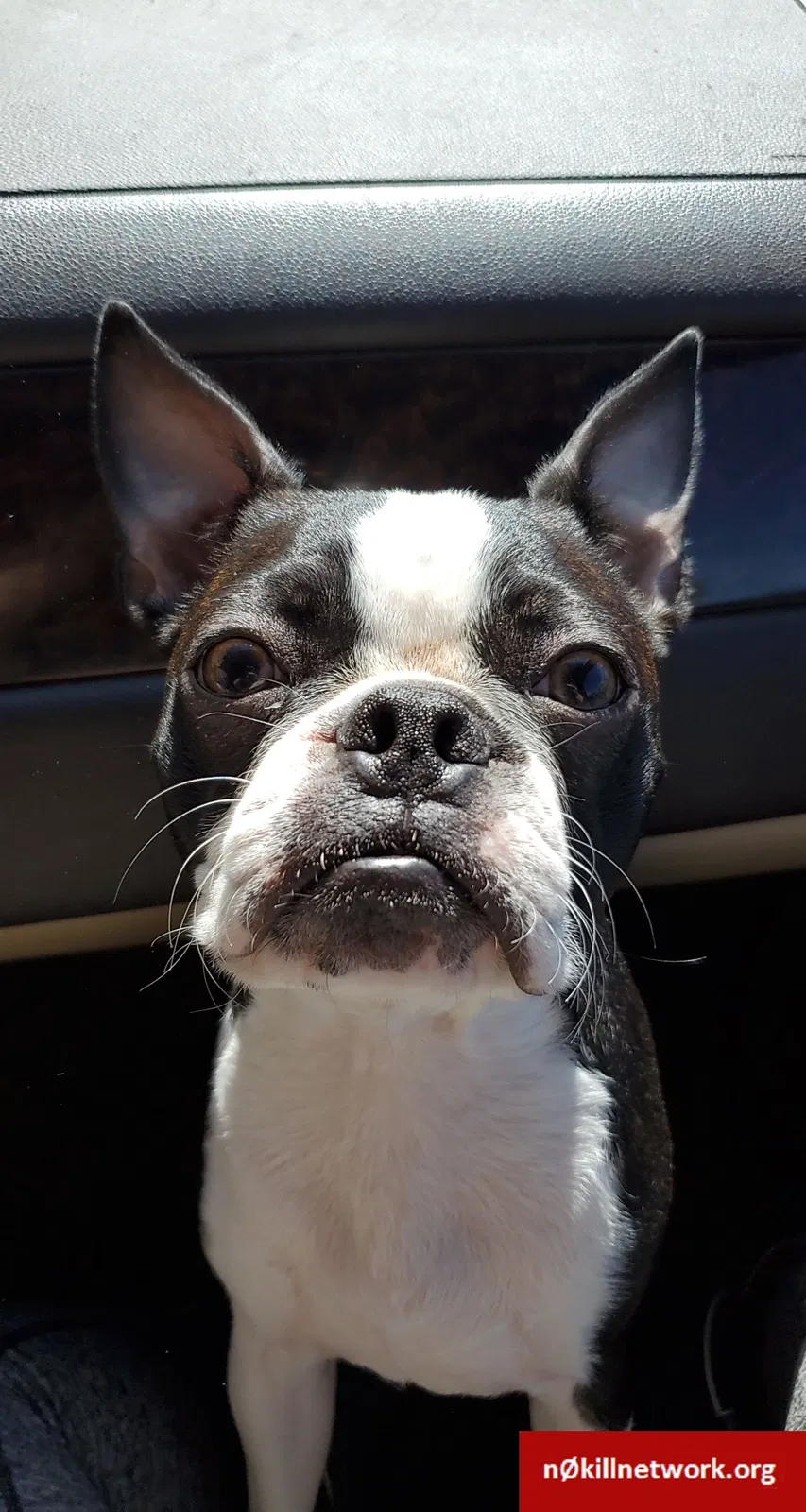 Lost dog in Canyon, TX, 79015