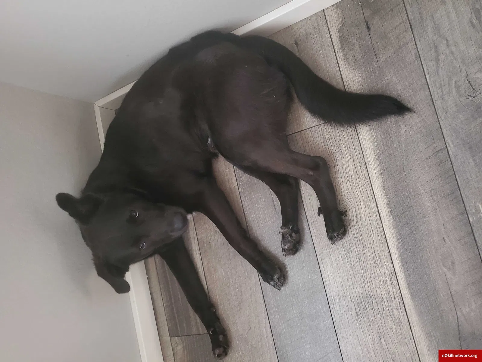 Lost dog in Tacoma, WA, 98406