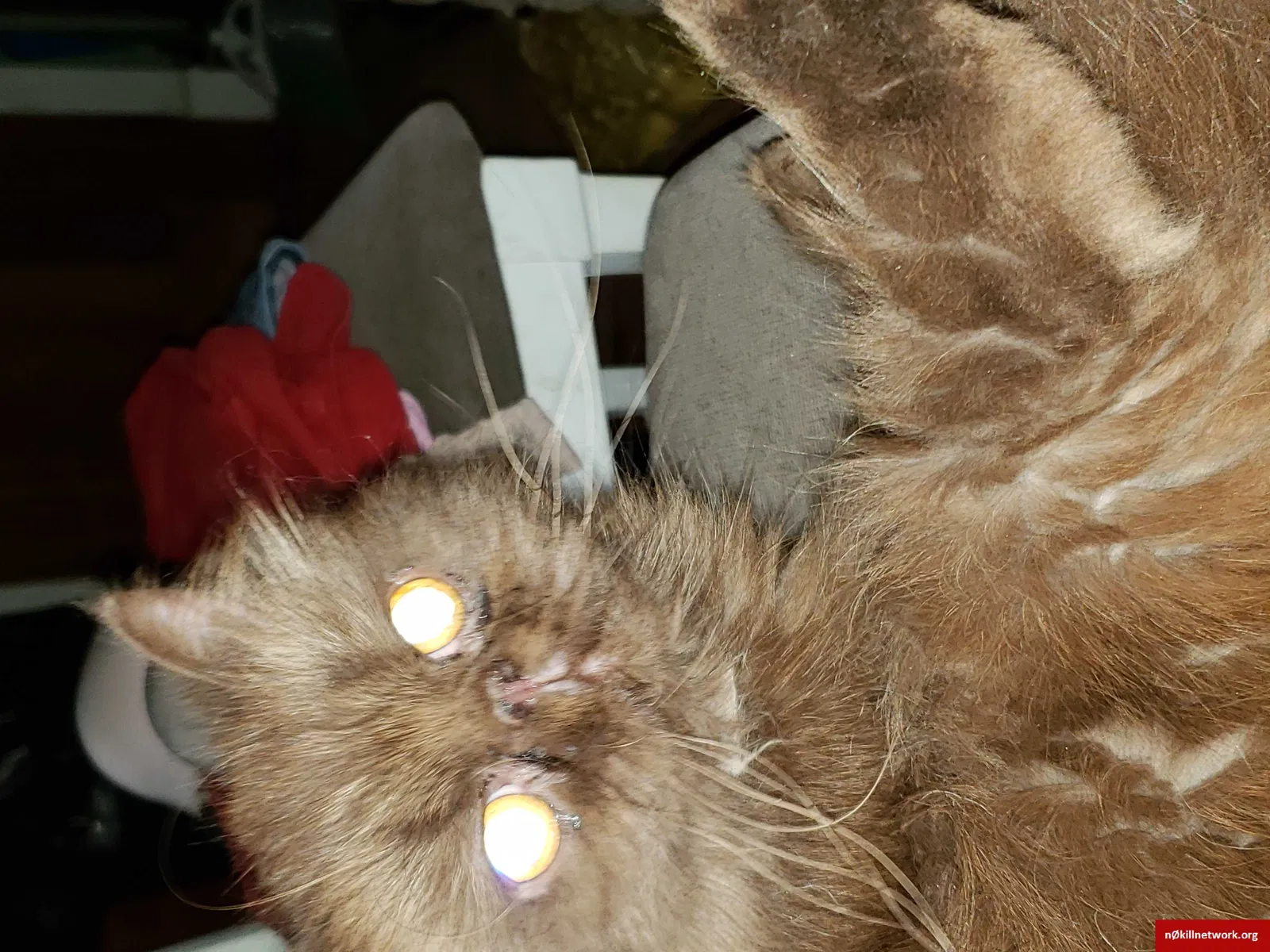 Lost cat in Melbourne Beach, FL, 32951