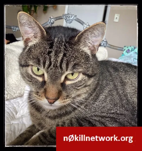 Lost cat in Santa Monica, CA, 90405