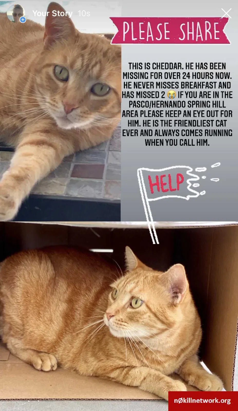 Lost cat in Spring Hill, FL, 34610
