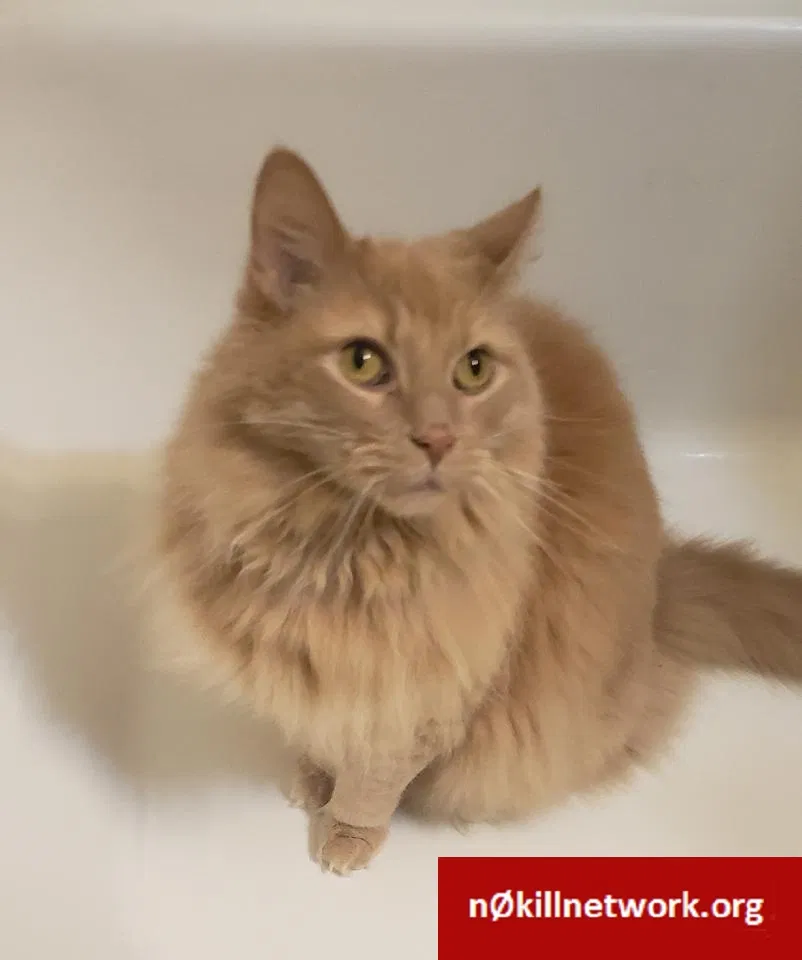 Lost cat in Rockford, IL, 61108