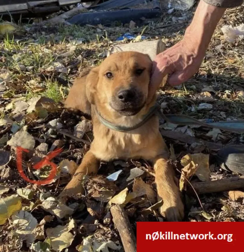 Lost dog in De Pere, WI, 54115