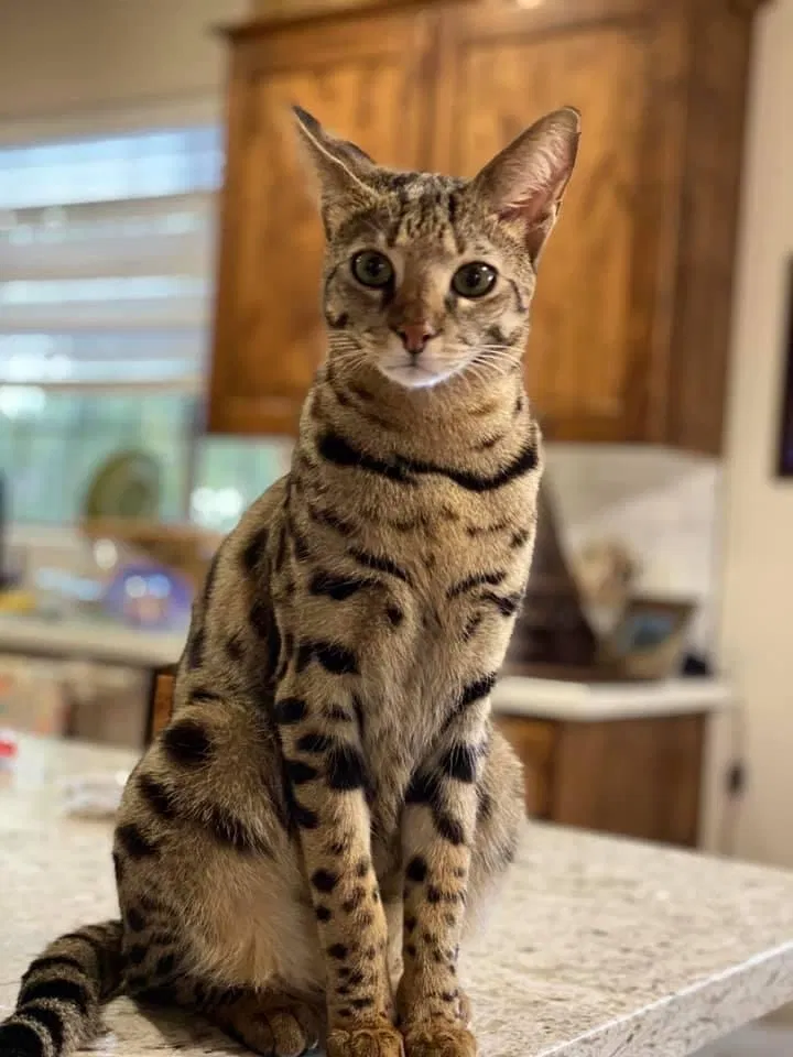 Lost cat in Litchfield Park, AZ, 85340