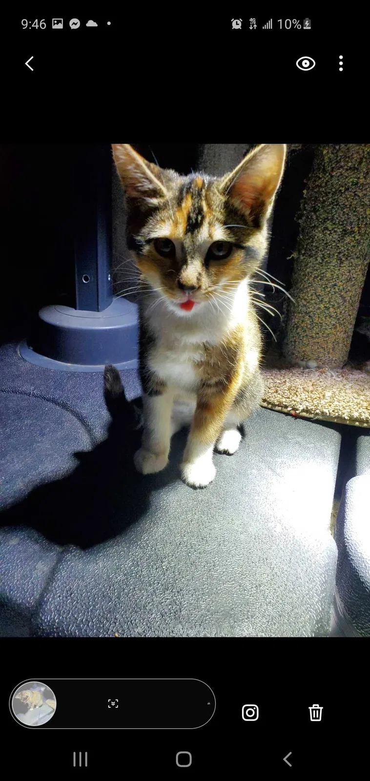 Lost cat in Garden Grove, CA, 92840