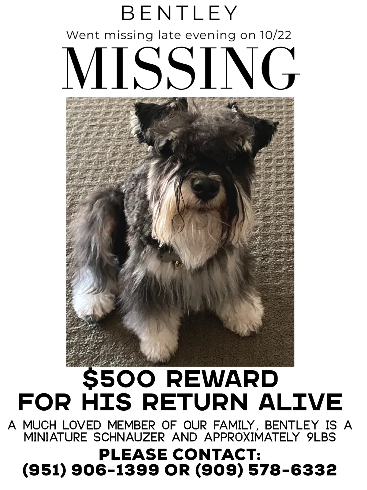 Lost dog in Redlands, CA, 92374