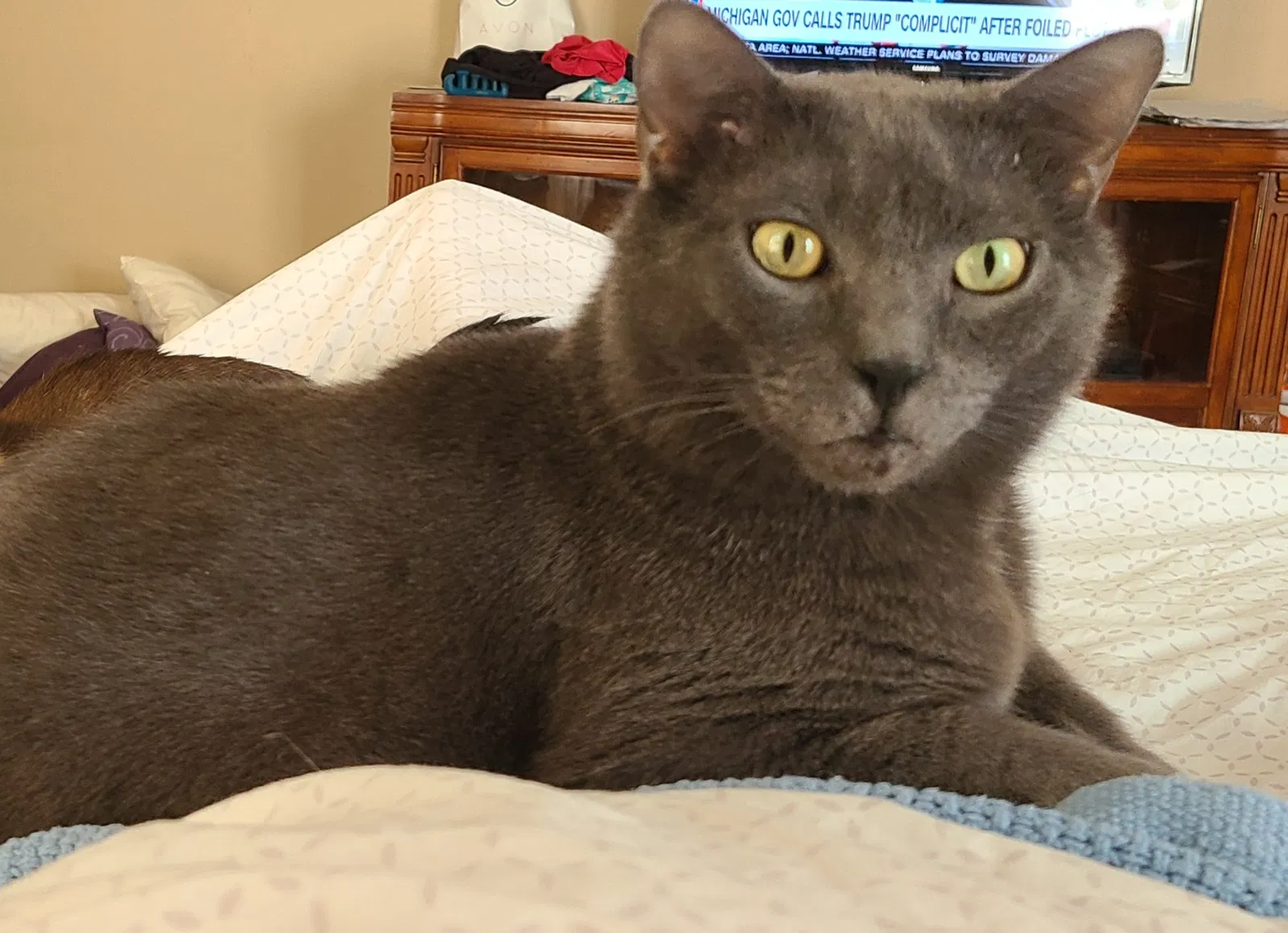 Lost cat in Lubbock, TX, 79424