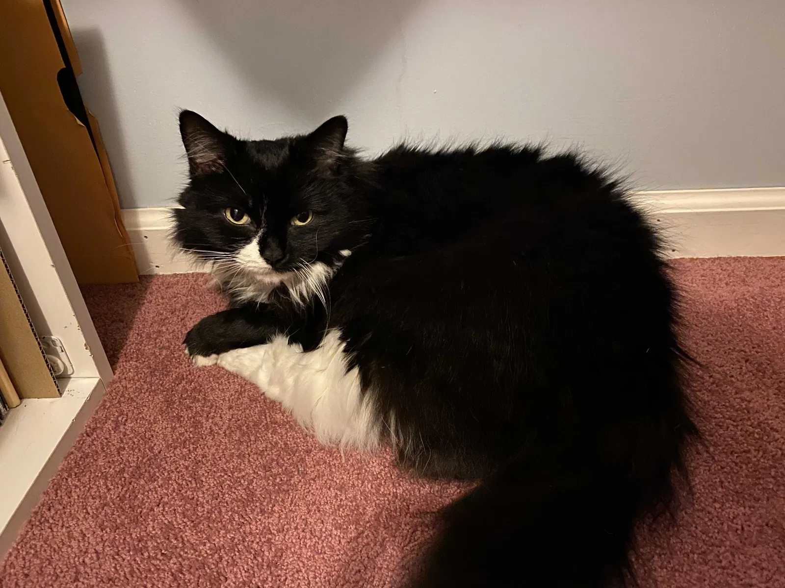 Lost cat in West Harrison, NY, 10604