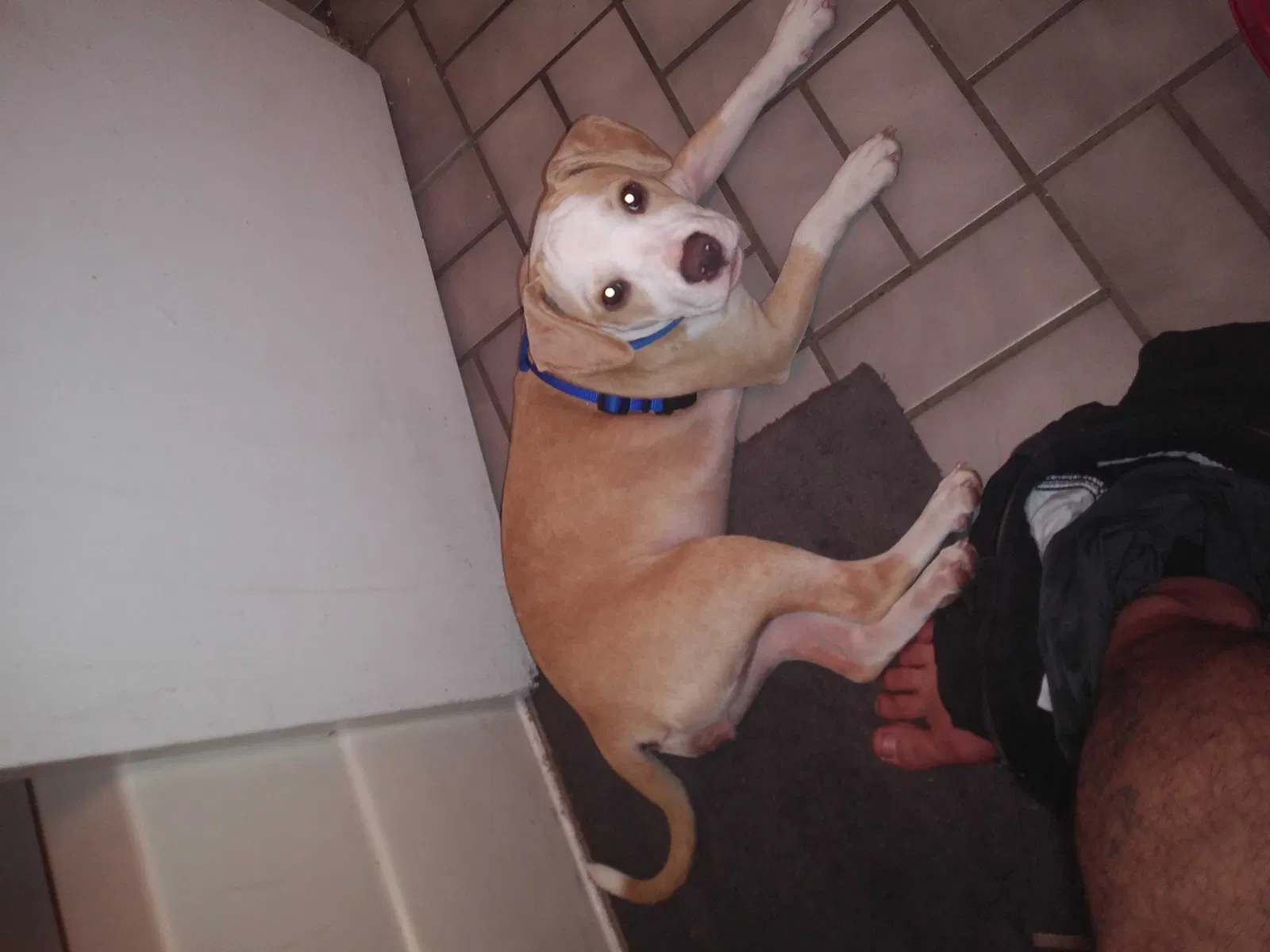 Lost dog in Kissimmee, FL, 34746