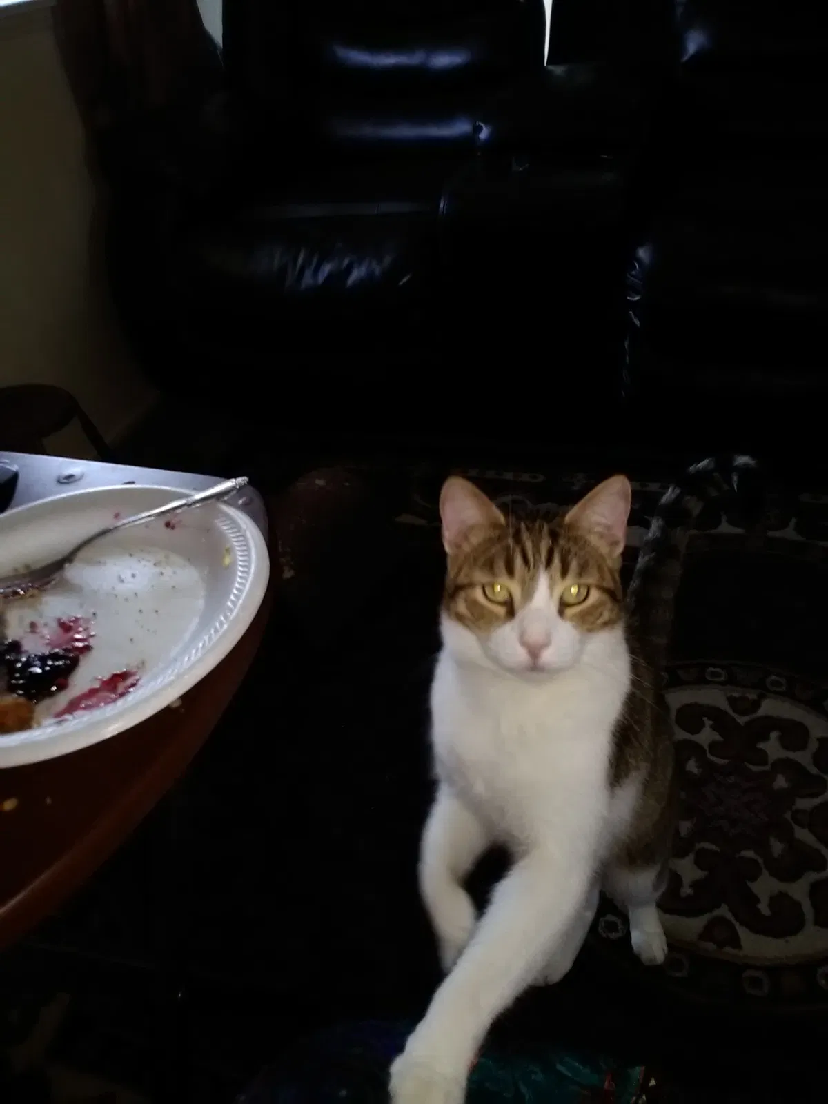 Lost cat in Fresno, CA, 93705