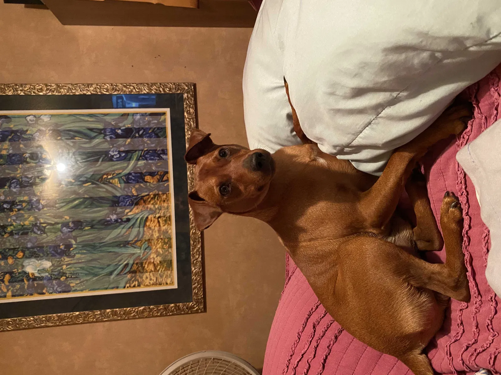 Lost dog in Gulfport, MS, 39503