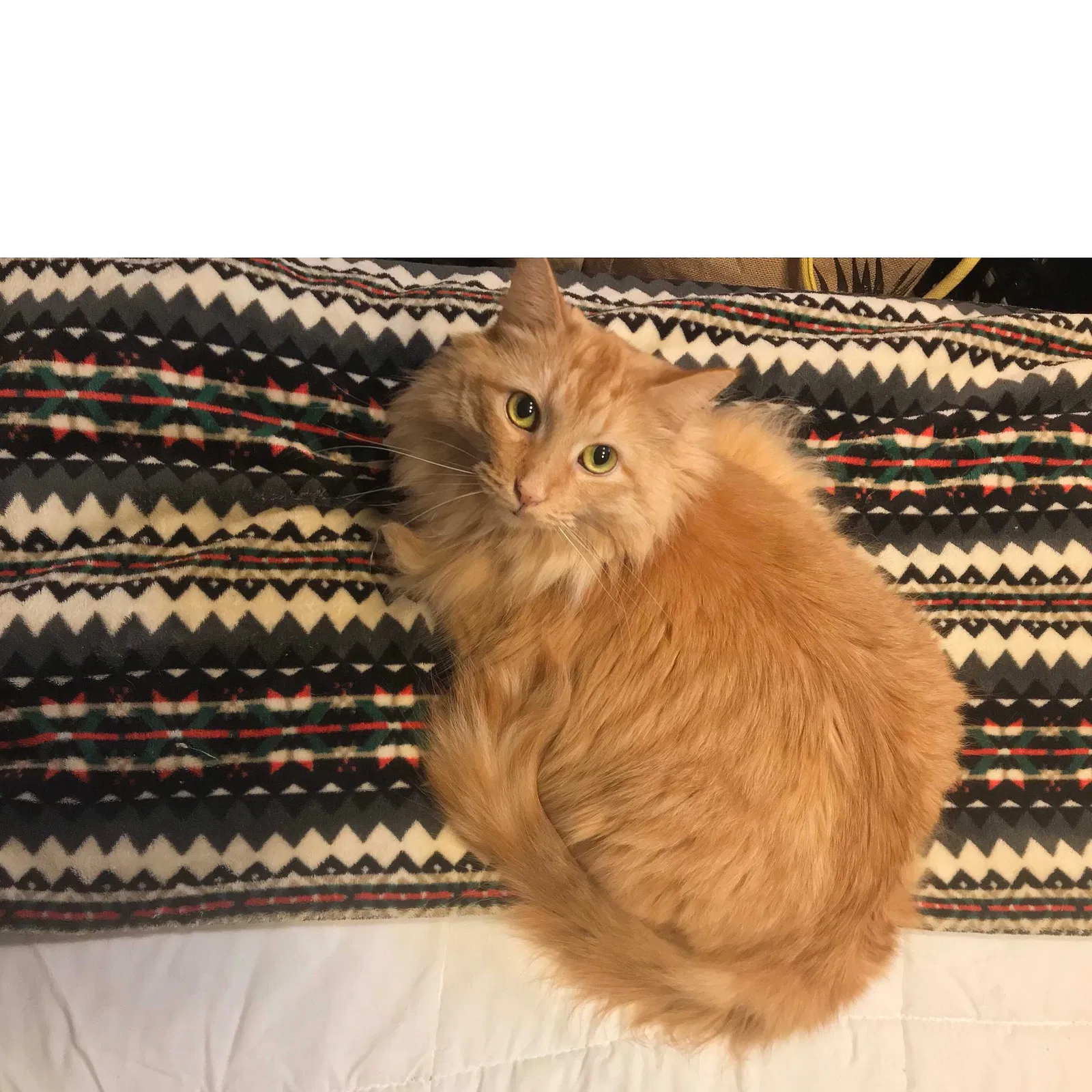 Lost cat in Hershey, PA, 17033