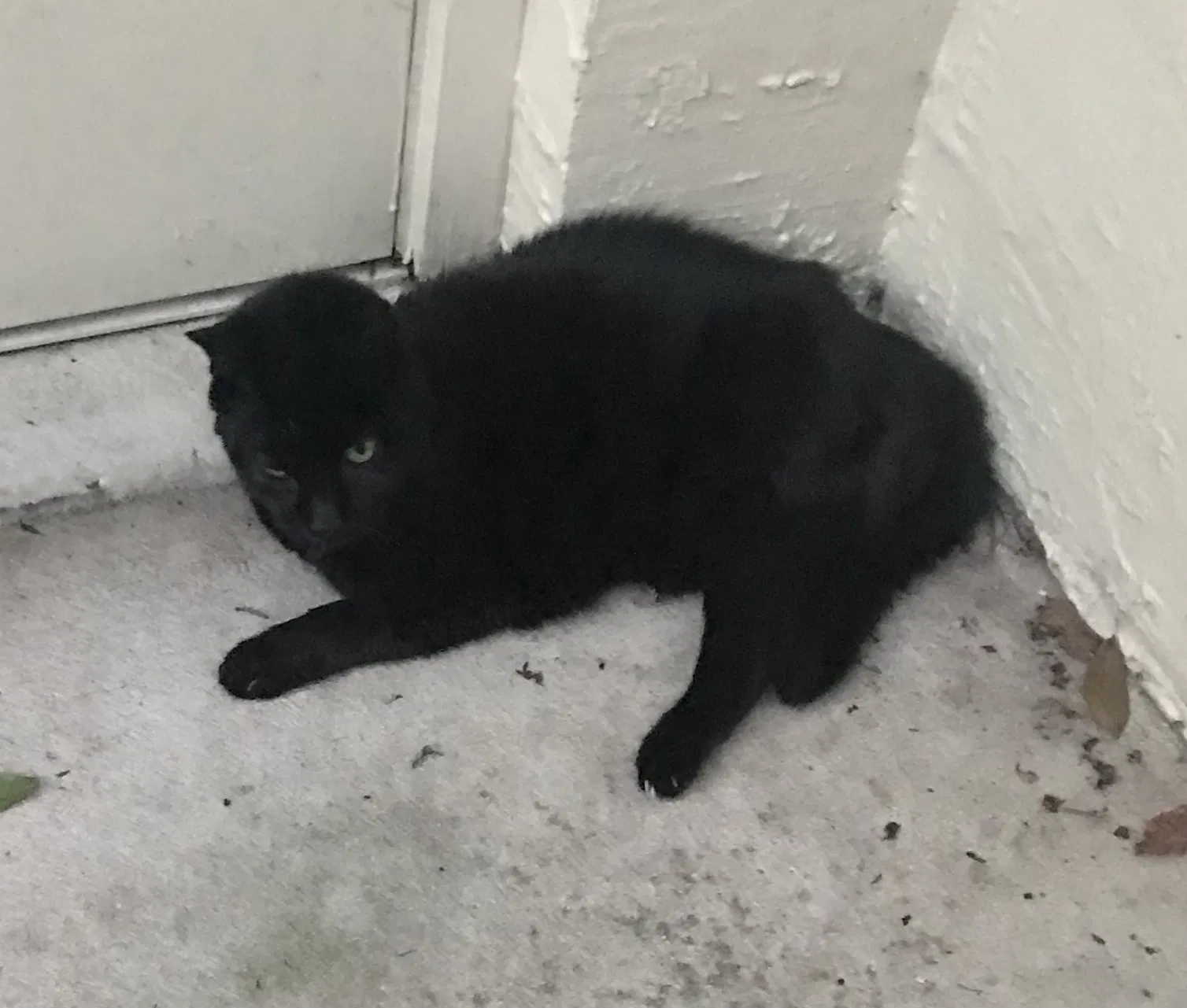 Lost cat in Longwood, FL, 32750