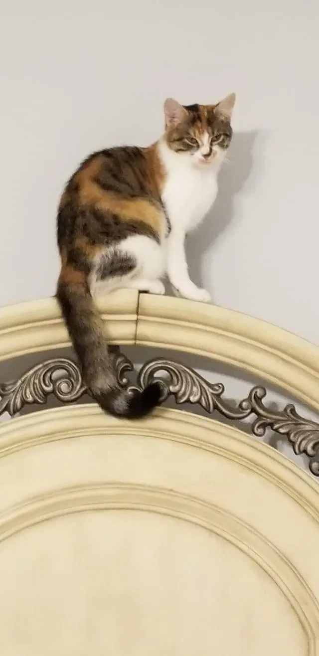 Lost cat in Dundalk, MD, 21222