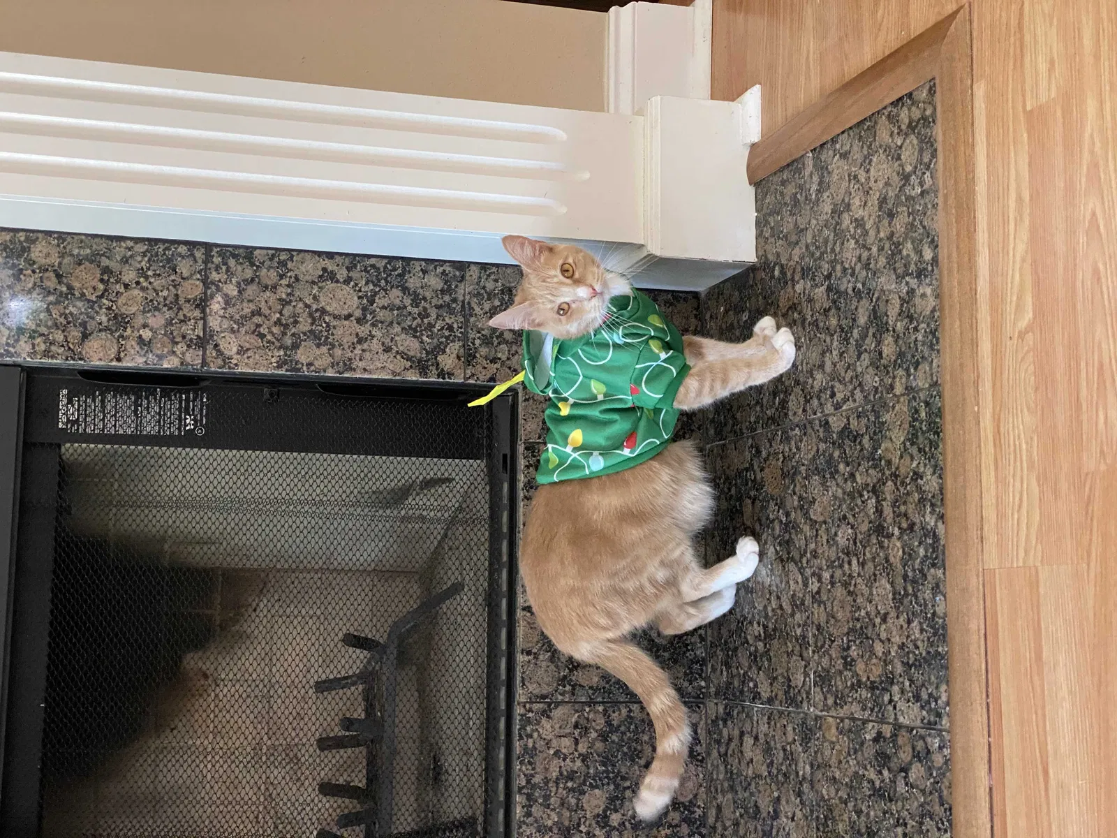 Lost cat in Covington, LA, 70435