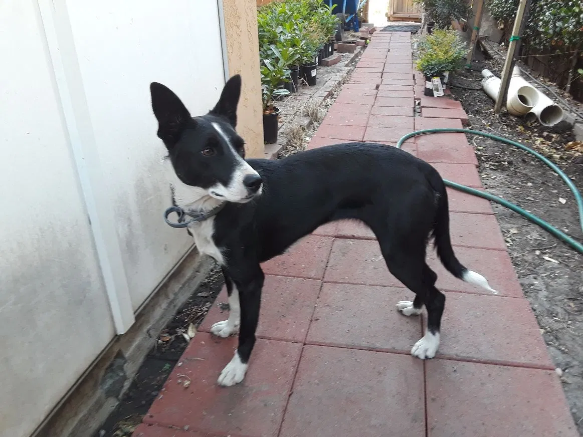 Lost dog in Santa Cruz, CA, 95060