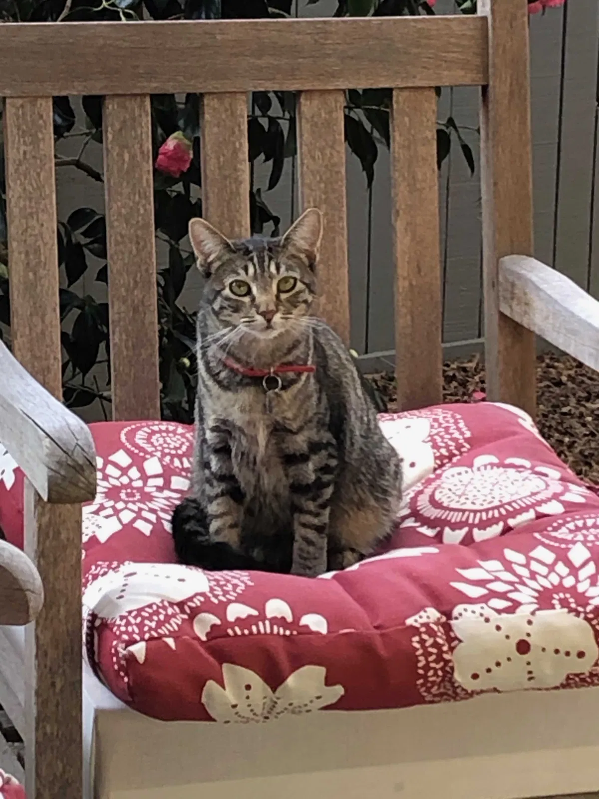 Lost cat in Sausalito, CA, 94965