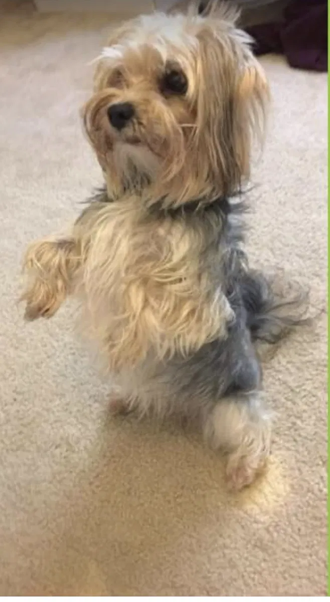 Lost dog in Charlotte, NC, 28213