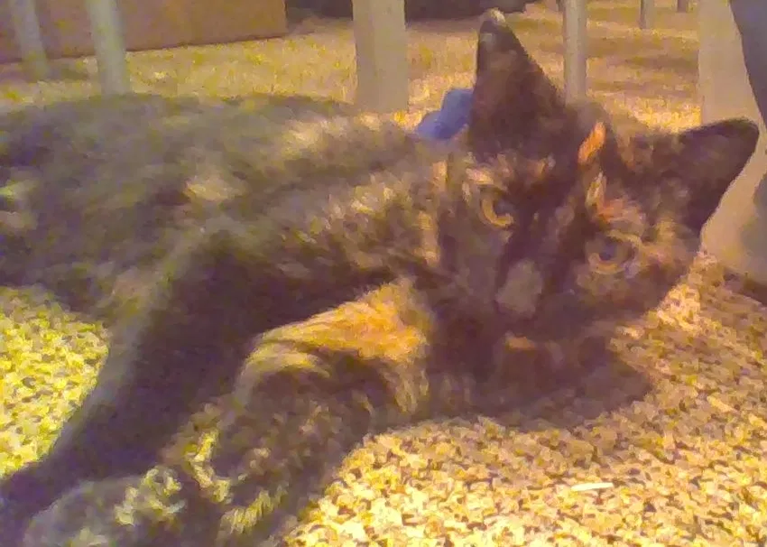 Lost cat in Carrington, ND, 58421