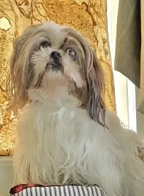 Lost dog in Prattville, AL, 36067