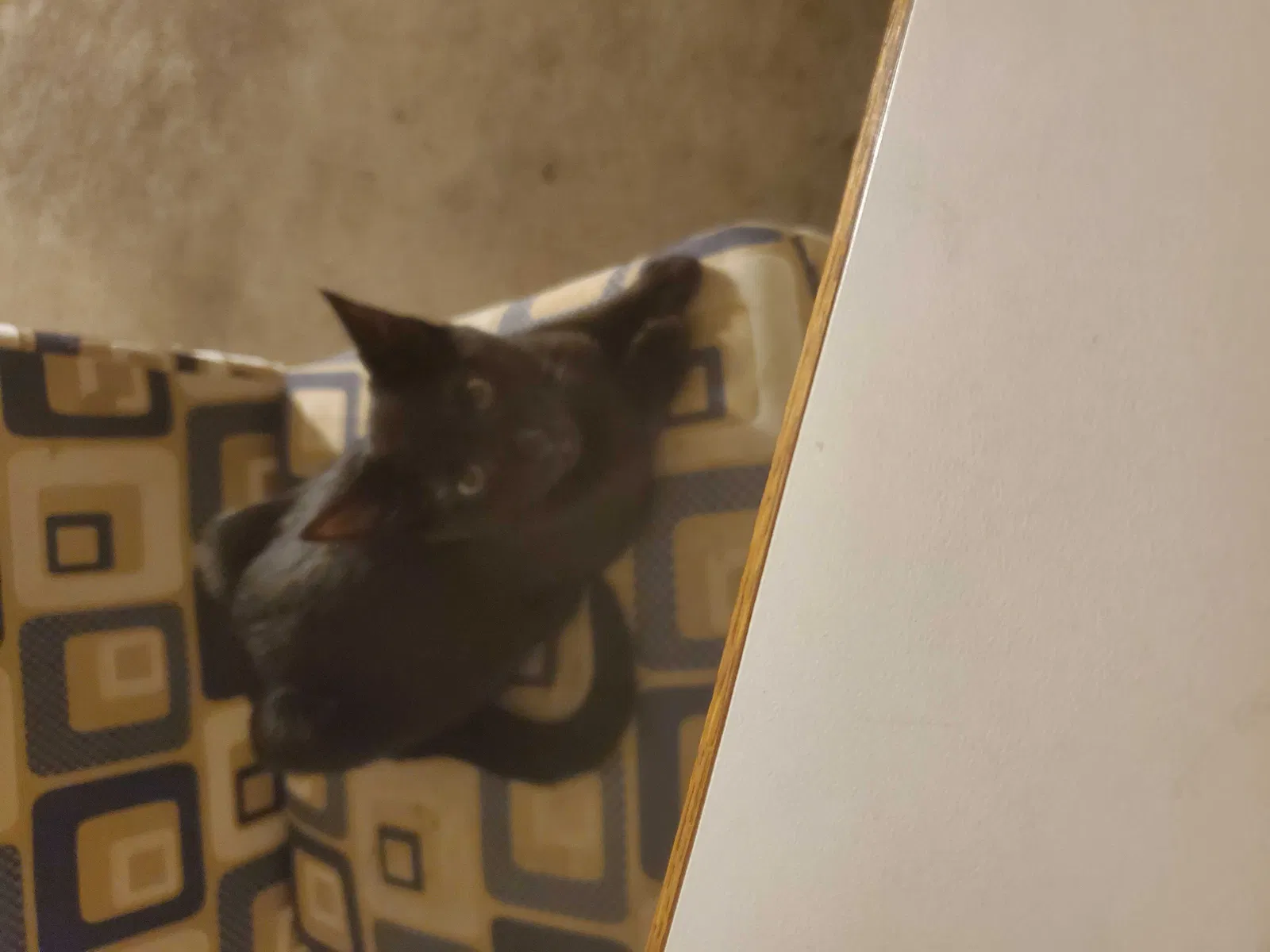 Lost cat in Seattle, WA, 98125