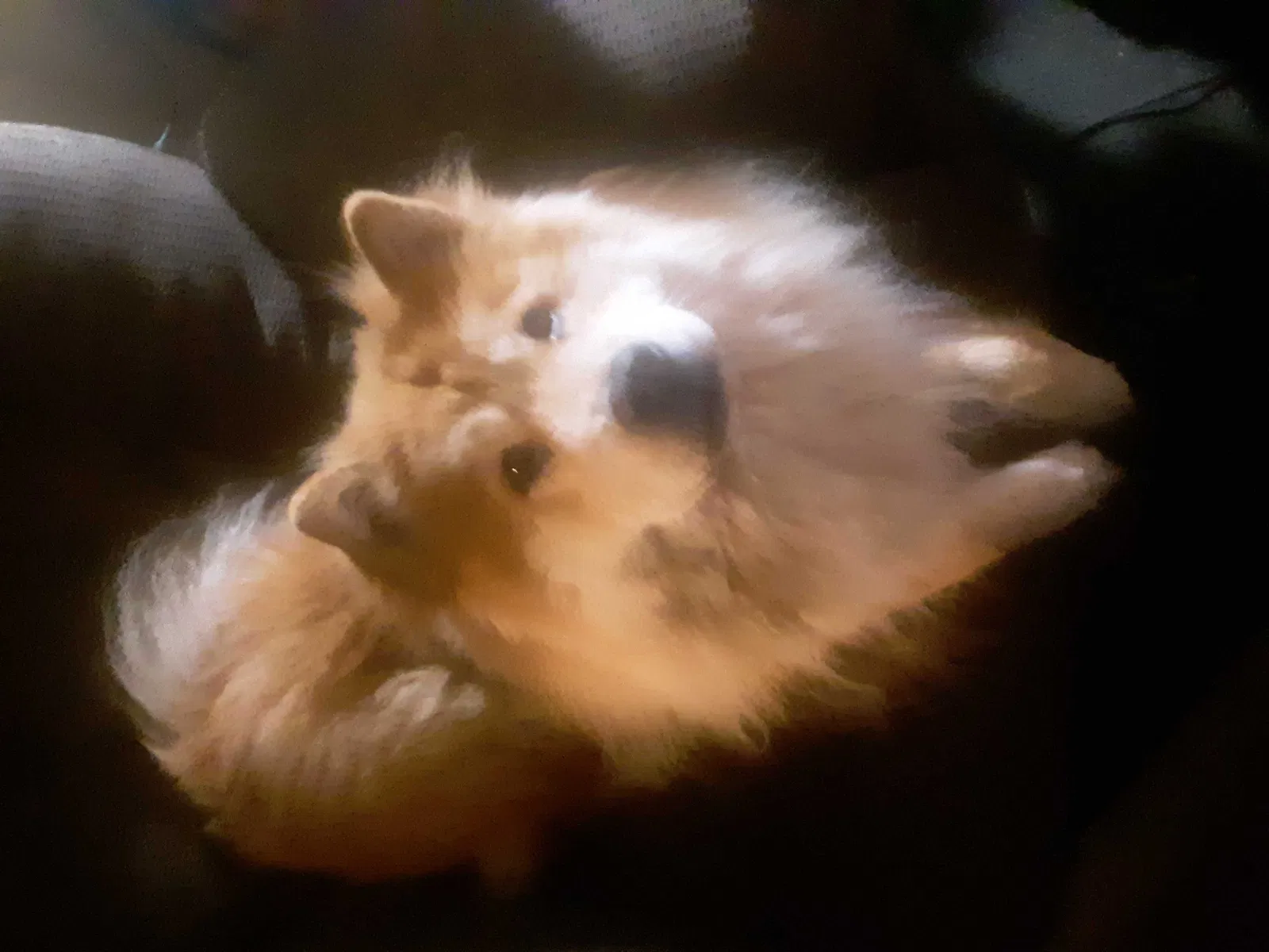 Lost dog in Leavenworth, KS, 66048