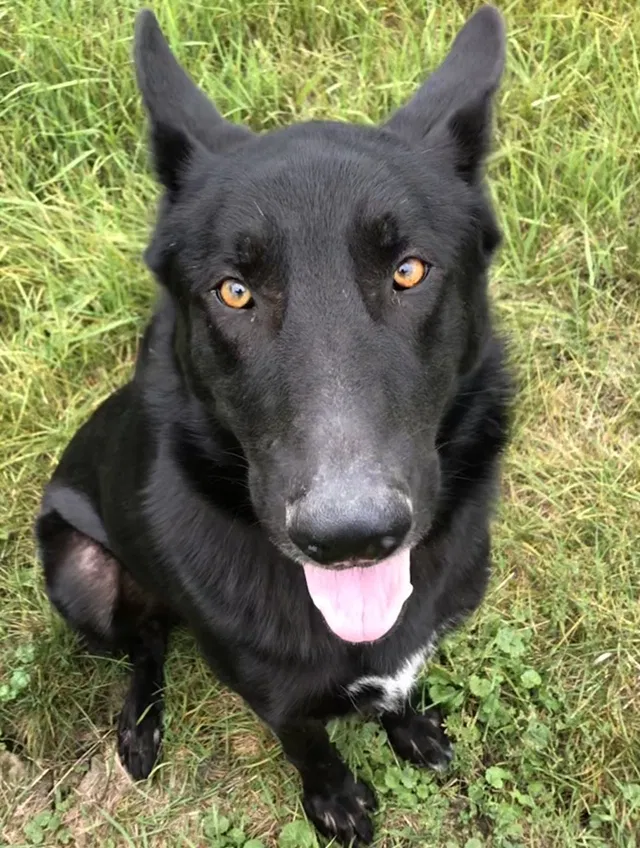Lost dog in Van Wert, OH, 45891
