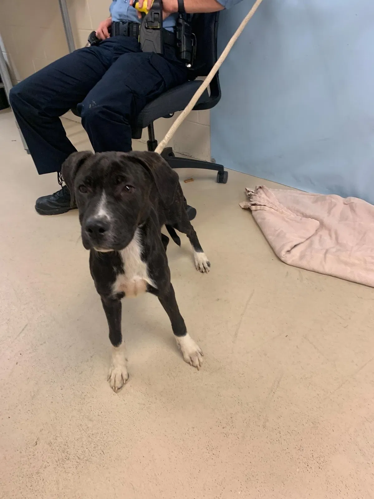 Lost dog in Dayton, OH, 45419