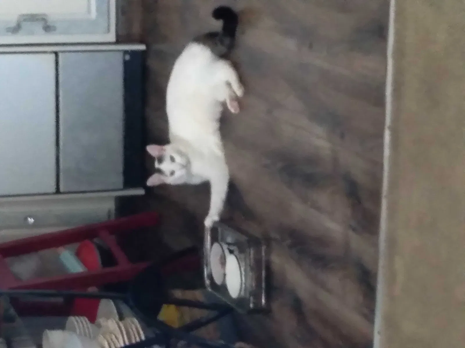 Lost cat in North Myrtle Beach, SC, 29582