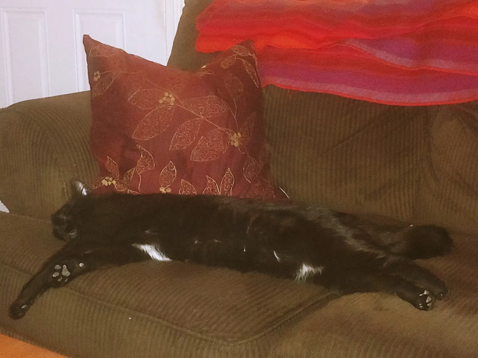 Lost cat in Tucson, AZ, 85711