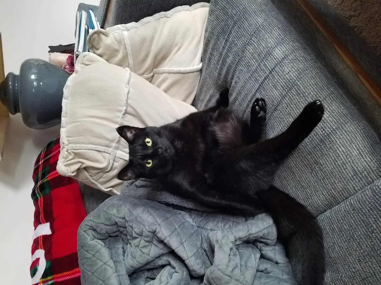 Lost cat in Harrisburg, PA, 17111