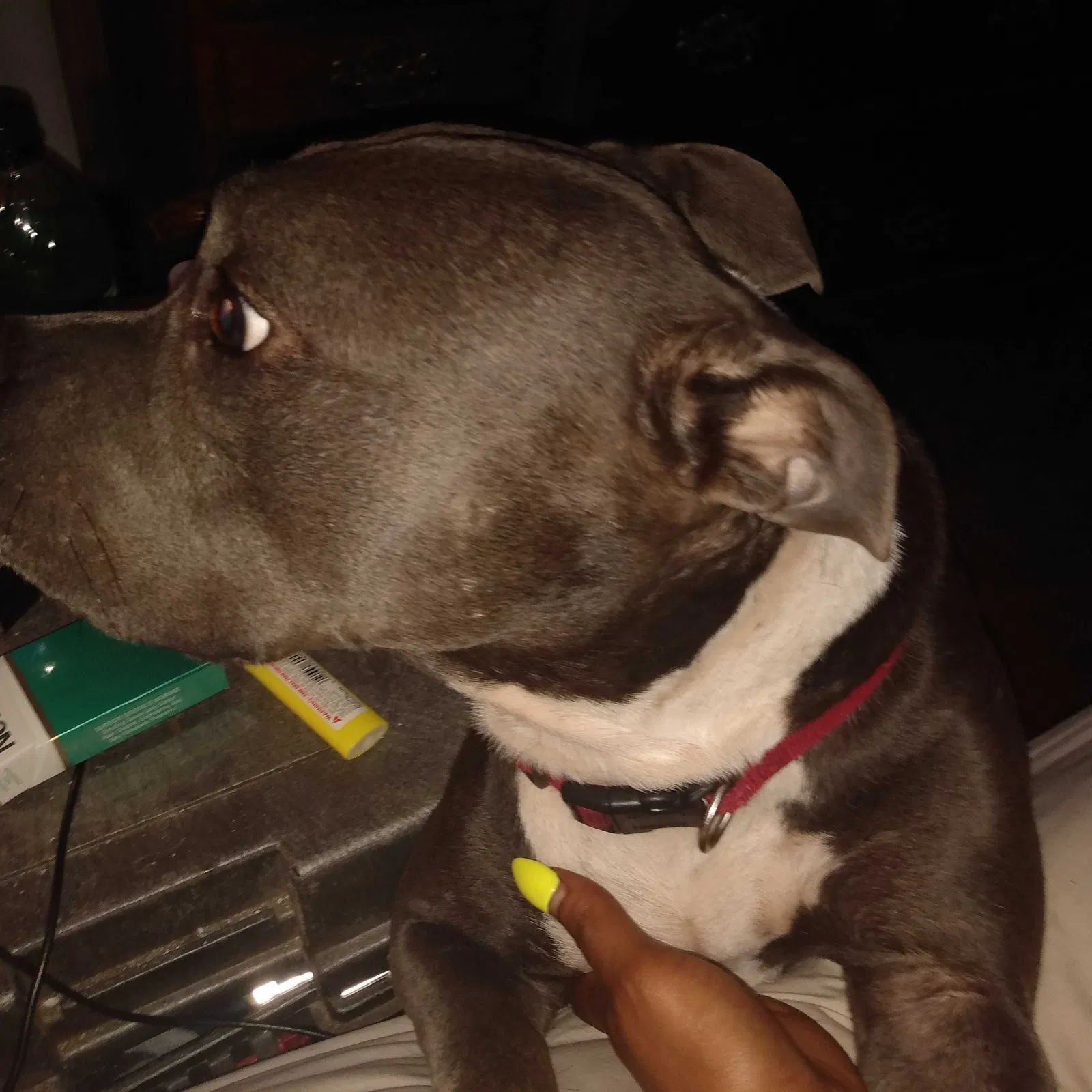 Lost dog in Fayetteville, NC, 28304