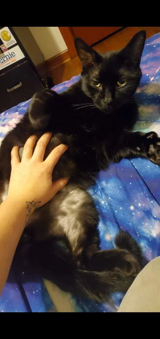 Lost cat in Huntington, WV, 25704