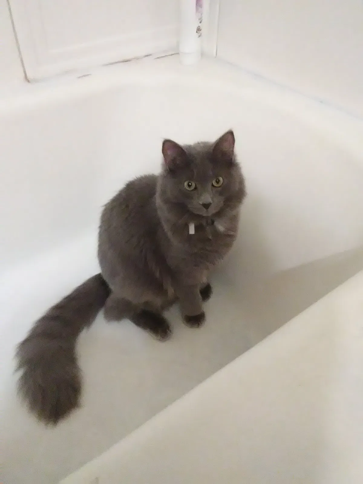 Lost cat in Fayetteville, NC, 28301