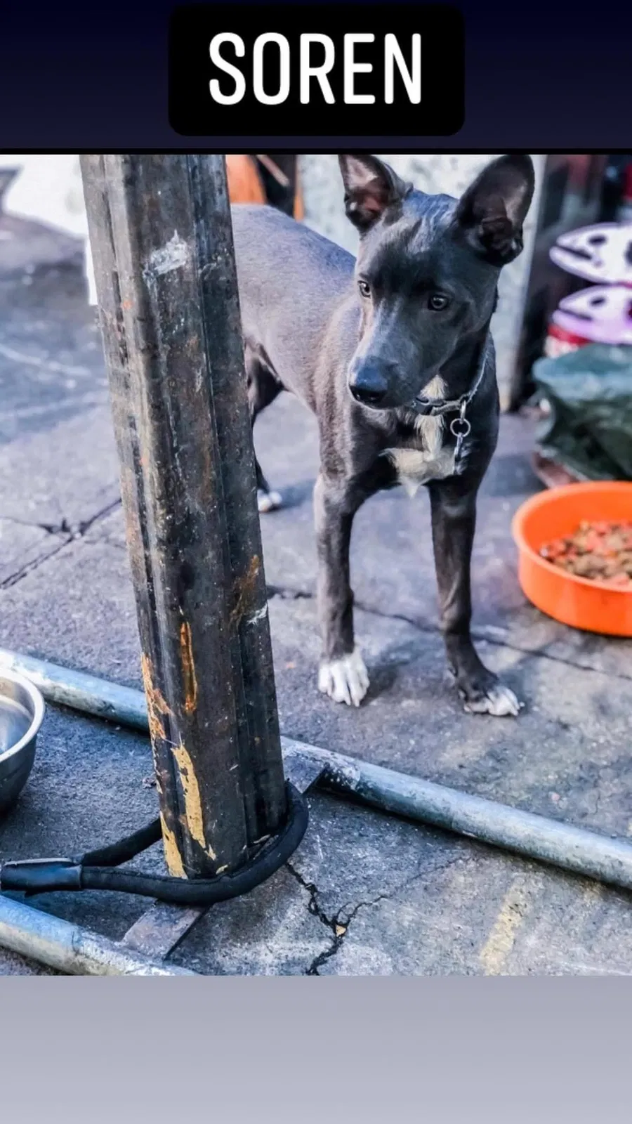 Lost dog in Portland, OR, 97214