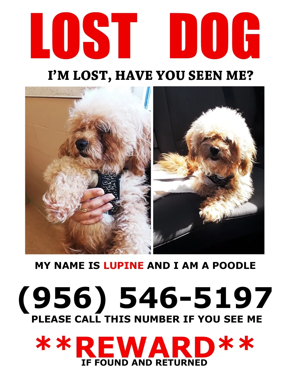 Lost dog in Brownsville, TX, 78521