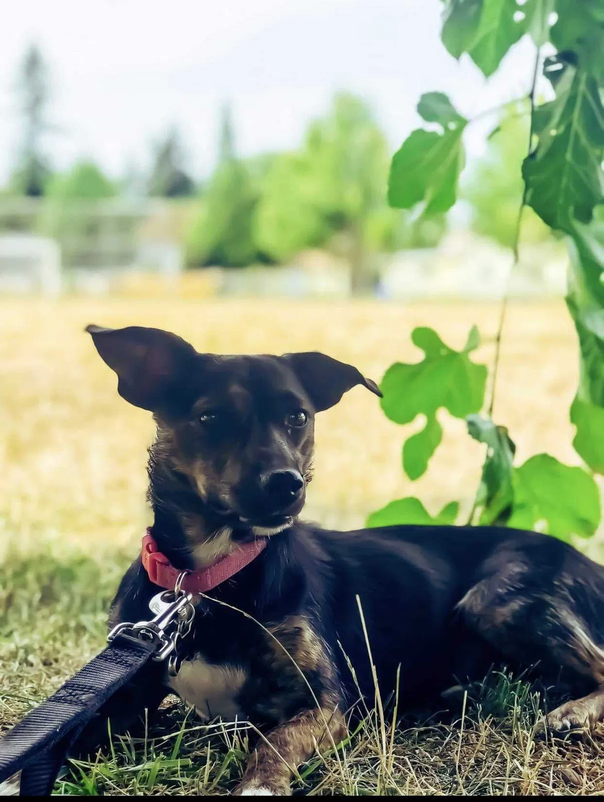 Lost dog in Portland, OR, 97214