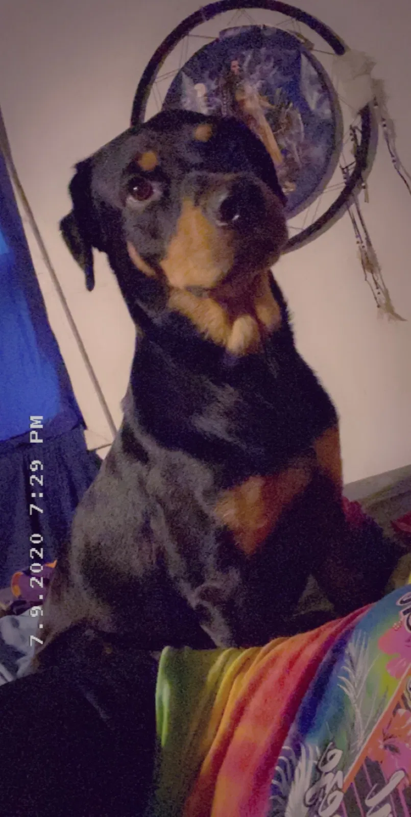 Lost dog in Newburg, WV, 26410
