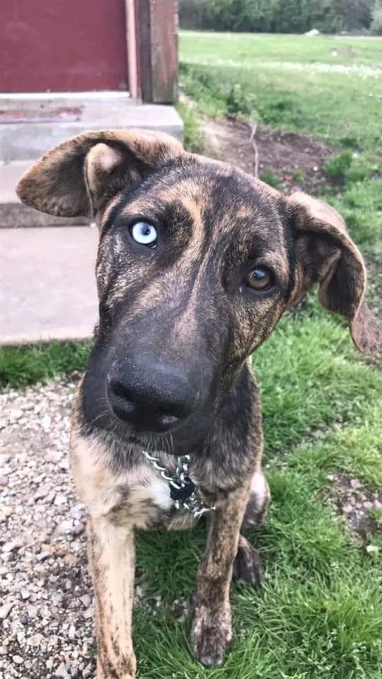 Lost dog in Freeburg, MO, 65035