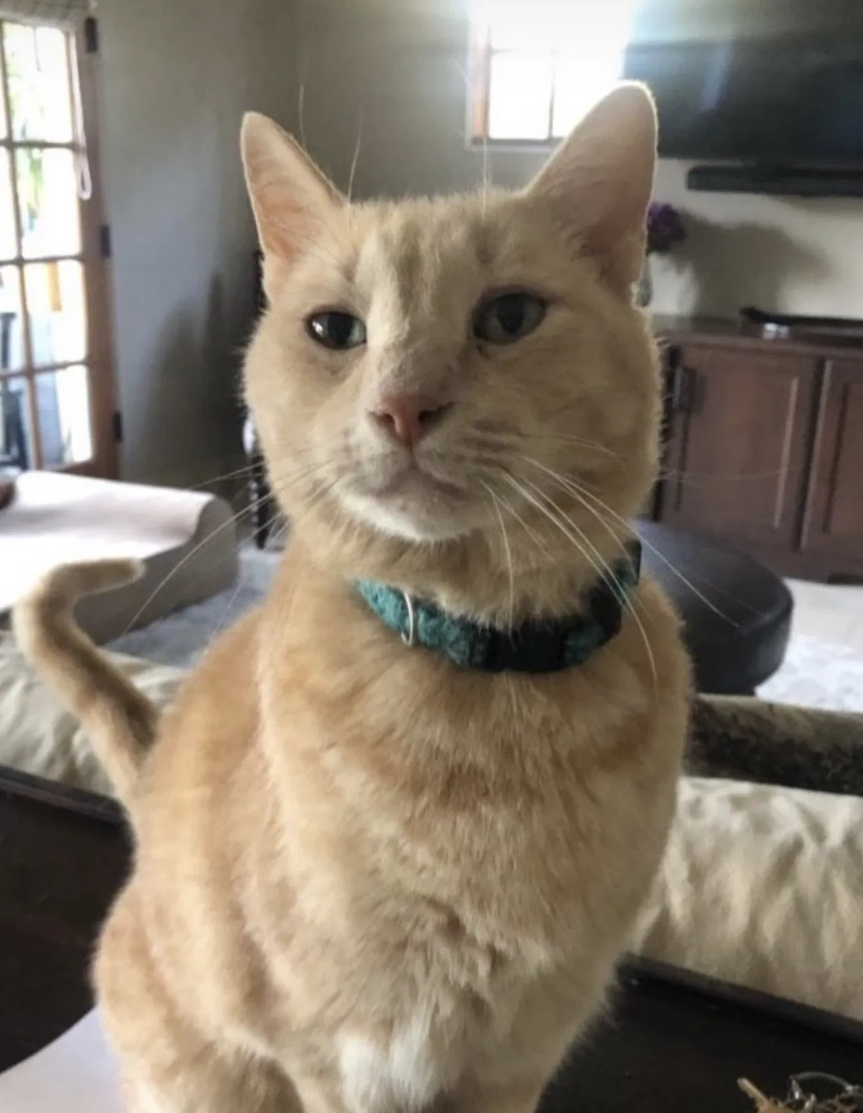 Lost cat in Tampa, FL, 33606