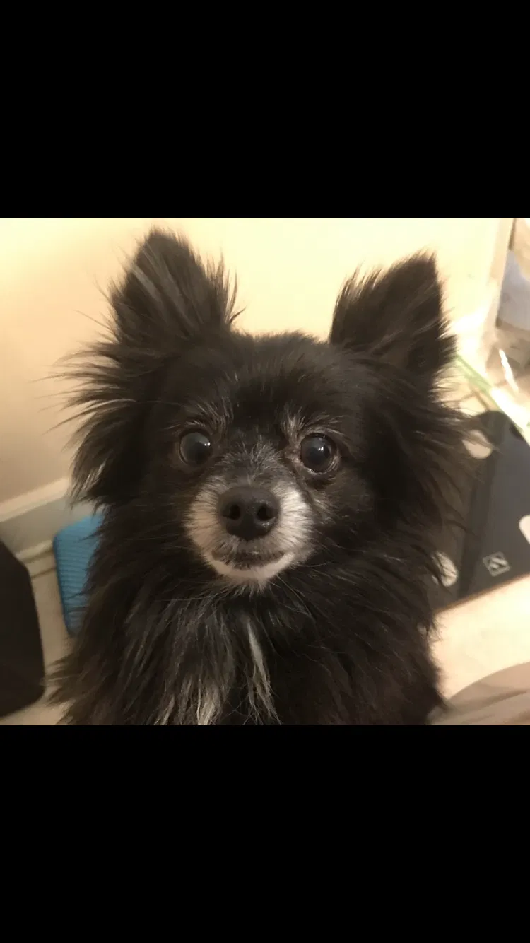 Lost dog in Southaven, MS, 38672